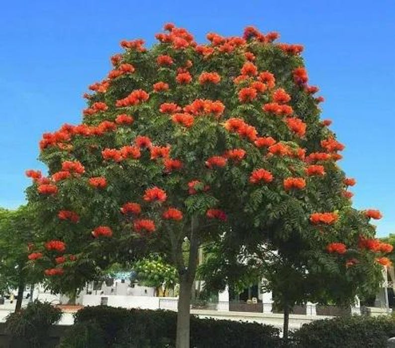 African Tulip Tree - 1 Foot - Exotic Tropical Plant - Spathodea campanulata - 6" Pot - Vibrant Orange-Red Flowers