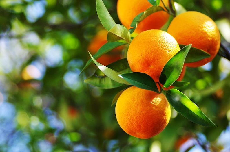 Vernia Sweet Orange Tree 1/2 Gallon Pot Citrus sinensis Grafted for Juicy Fruits Ideal for Florida Gardens