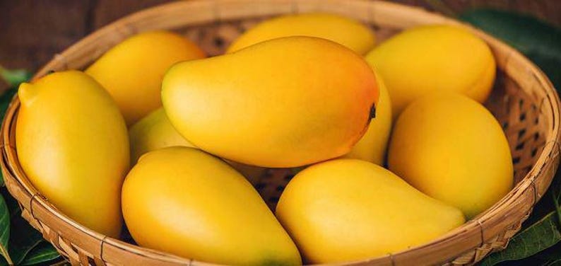 Kesar Mango Tree in 1 Gal Pot - Dwarf Variety, Mangifera indica, Ideal for Patio Gardening, Compact Growth, Sweet Fruit