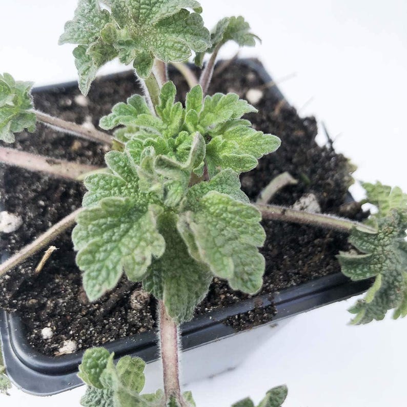 Organic Motherwort Plant 2.5-Inch Pot | Leonurus cardiaca | Bee-Friendly Perennial for Garden | Naturally Grown