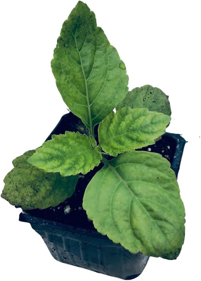 Organic Patchouli Plant 2.5-Inch Pot Fragrant Herb Pogostemon patchouli Women-Owned West Virginia Grown