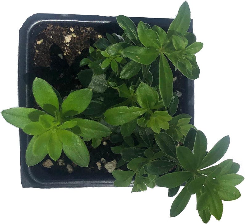Organic Sweet Woodruff Plant 2.5-Inch Pot, Groundcover for Shade, Galium odoratum, Women-Owned, West Virginia Grown