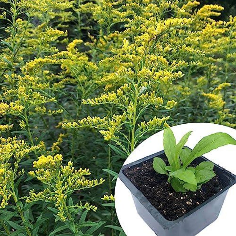 Goldenrod Plant 2.5-Inch Pot Organic Solidago canadensis Yellow Flowers Pollinator Friendly