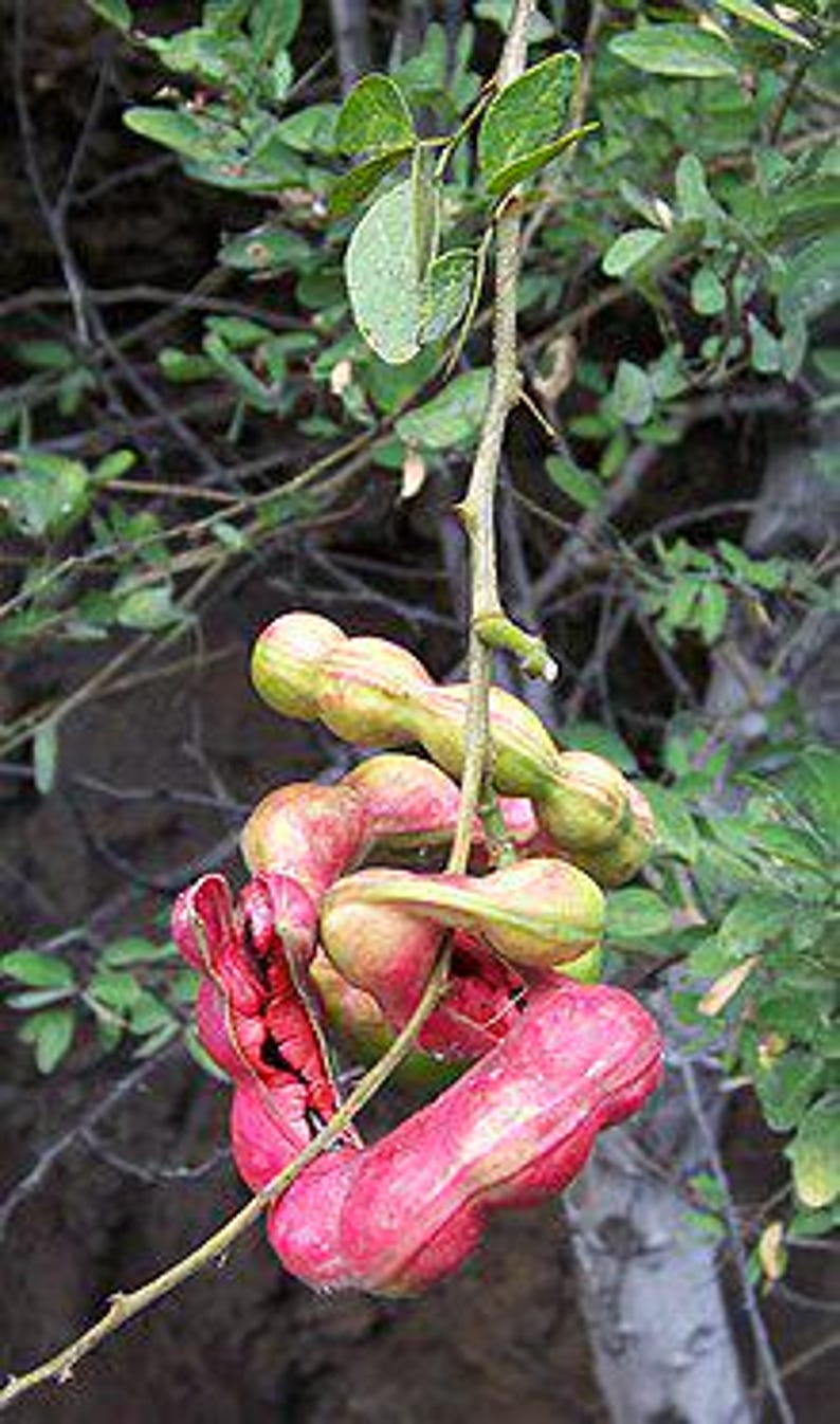 Guamuchil Plant - Live 3 Gal Pot - Edible Pods - Pithecellobium dulce - Medium-sized Tree for Gardens & Patios