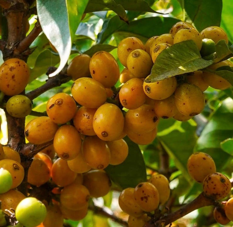 Nance Fruit Tree 3 Gallon Pot Tropical Yellow-Orange Fruit Byrsonima crassifolia Hardy Garden Tree Self-Pollinating