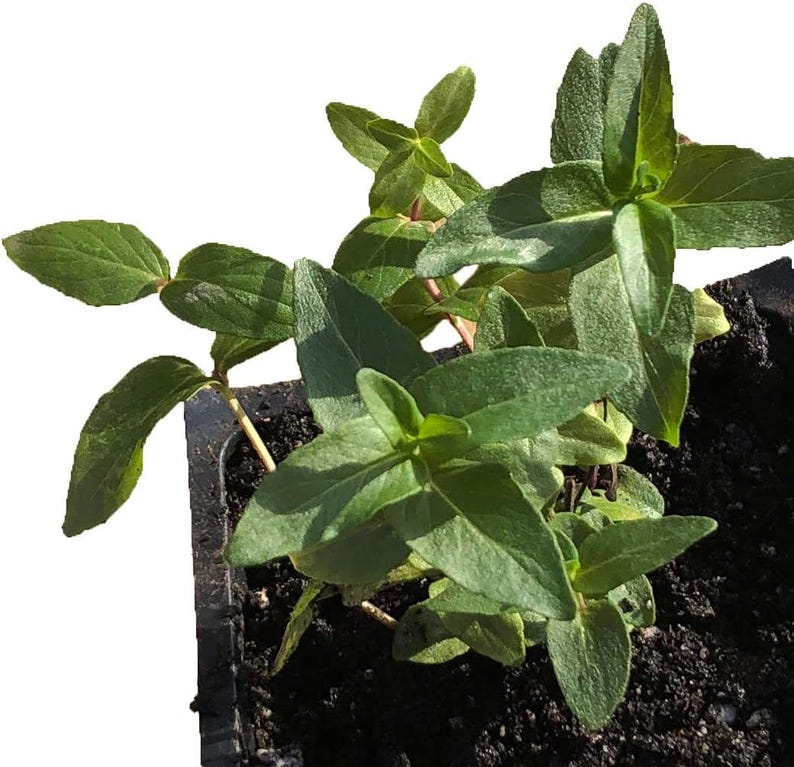 Organic Mountain Mint Plant in 2.5-Inch Pot, Blunt Mountainmint (Pycnanthemum muticum), Pollinator Friendly, North American Native