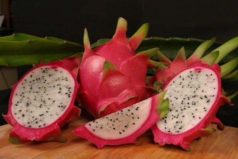 Dragon Fruit Plant - 1 ft - Vietnamese Jaina - Hylocereus undatus - Live Plant in 6" Pot with Healthy Roots