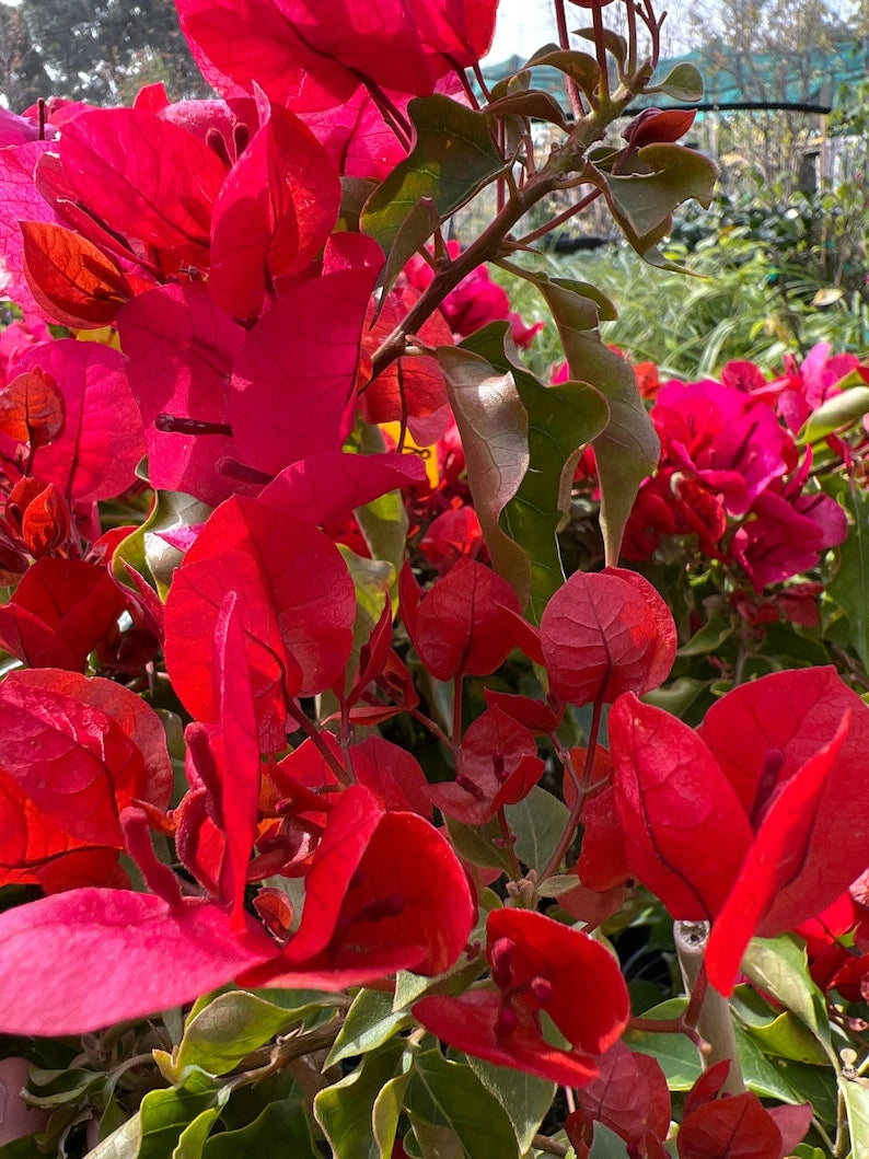 Bougainvillea Plant 6" Pot Bronze-Red Flowers Sharon Wesley Bougainvillea spp. Compact Indoor/Outdoor Garden Decor