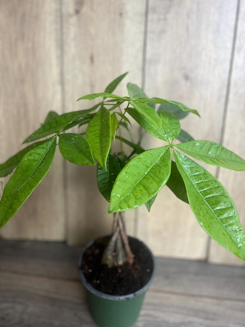 Braided Money Tree Plant - 4" Pot - Pachira aquatica - Lively Green Leaves - Indoor Office Plant for Good Luck and Energy