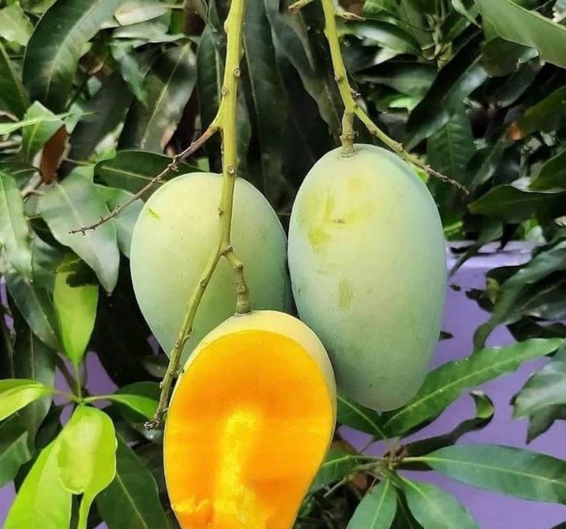 Grafted Valencia Pride Mango Tree 1/2 Gallon Pot - Mangifera indica - Tropical Fruit Plant for Home Garden & Culinary Use