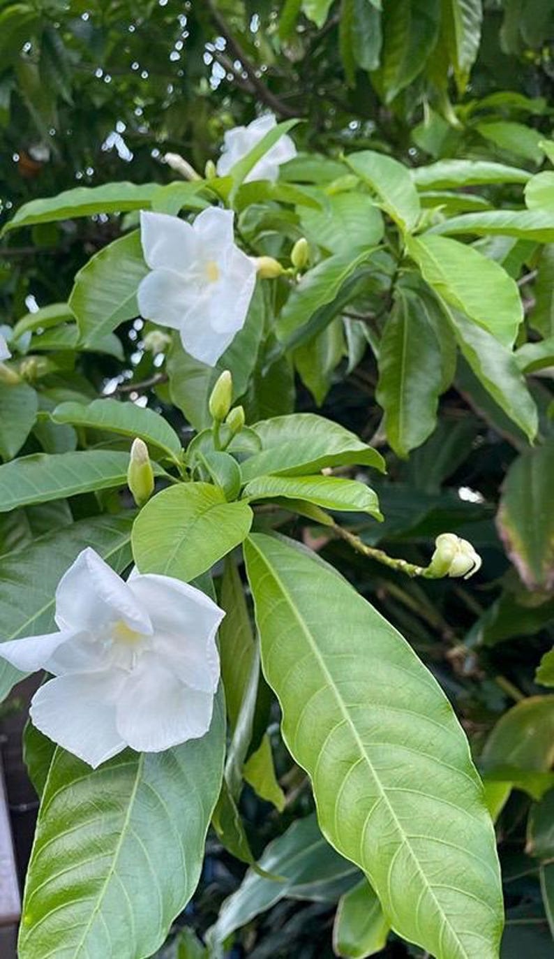 Milky Way Tree 6" Pot, Fragrant White Flowers, Tropical Ornamental Plant - Stemmadenia litoralis