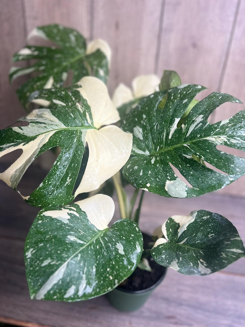 Monstera Thai Constellation Plant 6" Pot - Monstera deliciosa Variegated Houseplant with Unique Leaf Patterns