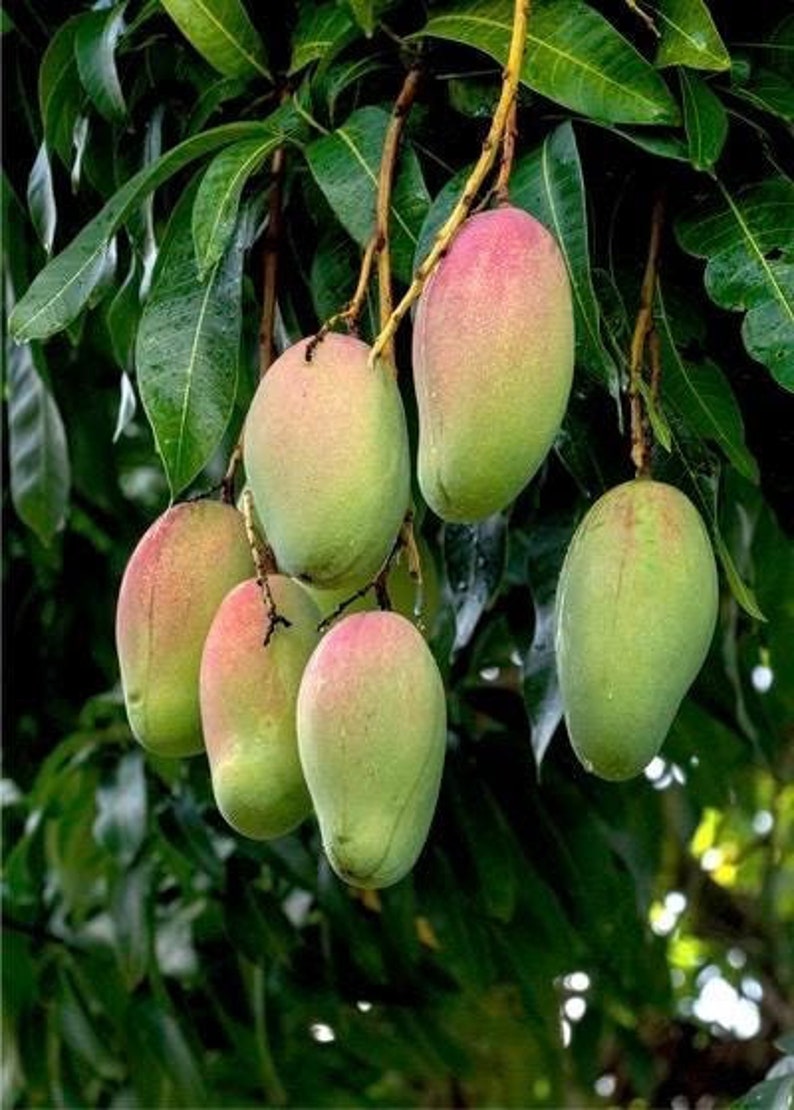 Grafted Pickering Mango Tree 1/2 Gallon Pot Compact Tropical Fruit Plant Mangifera indica for Small Spaces