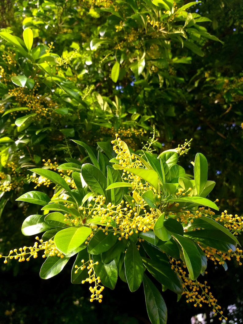 Chinese Perfume Tree 10" Pot - Aglaia odorata - Fragrant Yellow Flowers - Evergreen Ornamental Plant for Gardens & Patios