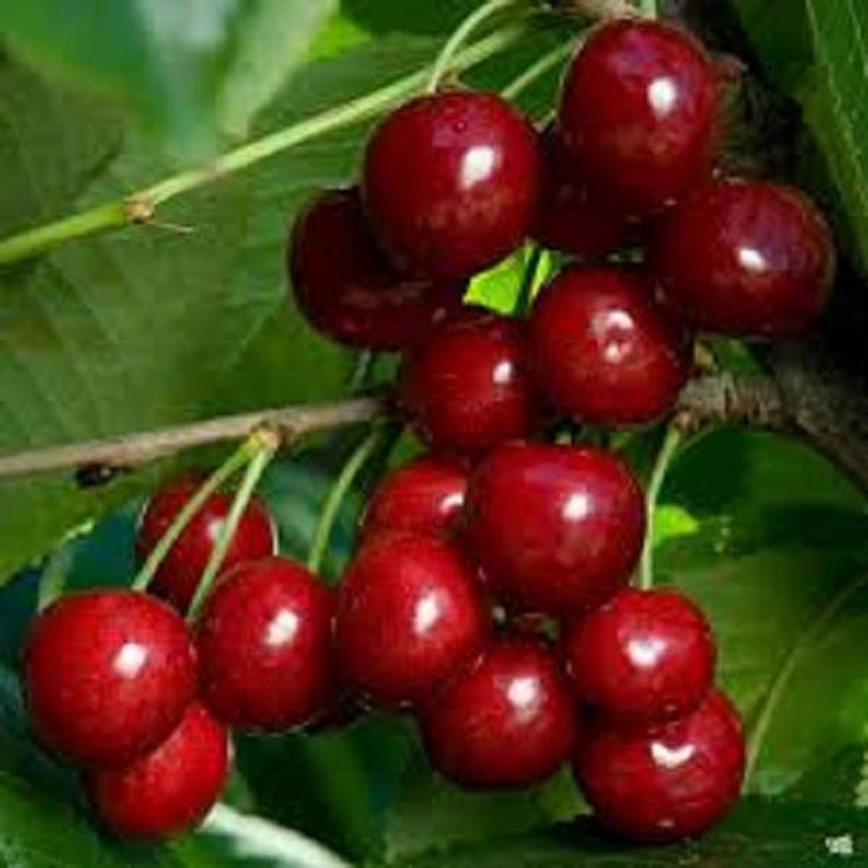 Cherry Tree Bundle - 2 Rooted Trees, Bing & Rainier Varieties, Prunus avium - Ideal for Home Gardens & Orchards