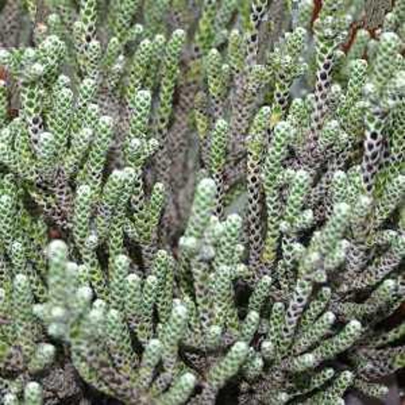 Coral Shrub Starter Plant - 4" - Ozothamnus coralloides - Unique Silvery Green Leaves - Ships in 3" Pot