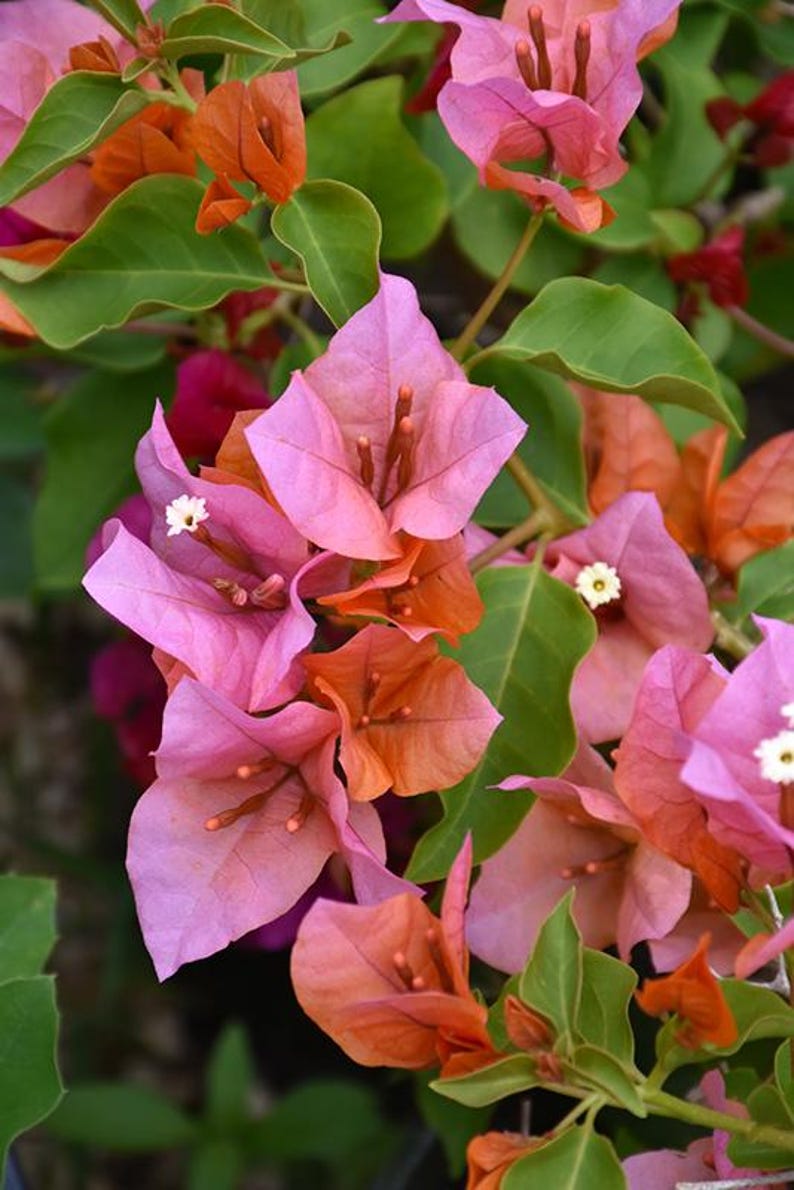Bougainvillea Plant 1-2 Feet Rosenka in 6" Pot | Bougainvillea glabra | Vibrant Foliage for Garden & Containers