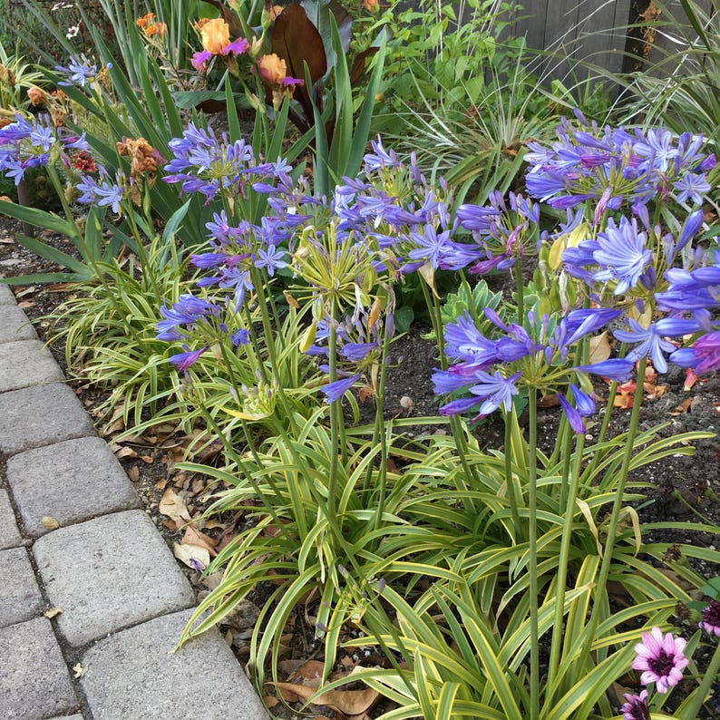 Agapanthus 'Neverland' Live Plant 6" Pot - Variegated Leaves, Bright Violet Lilac Blooms - Agapanthus praecox Perennial