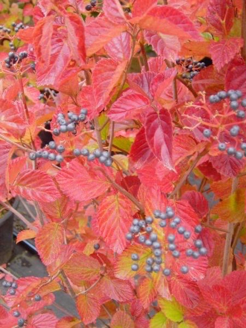 Native Arrowood Viburnum 2.5” Pot Chicago Lustre Viburnum dentatum Glossy Green Foliage USDA Zone 4-7