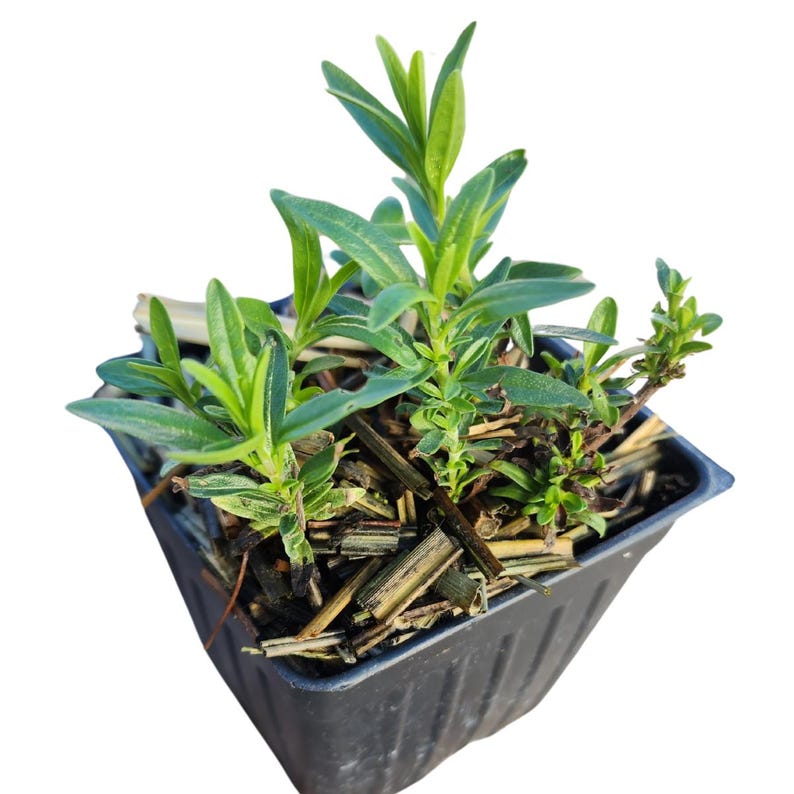 Blue Hyssop Organic Plant 2.5-inch Pot, Aromatic Herb with Purple Flowers, Hyssopus officinalis, Drought-Tolerant Herb