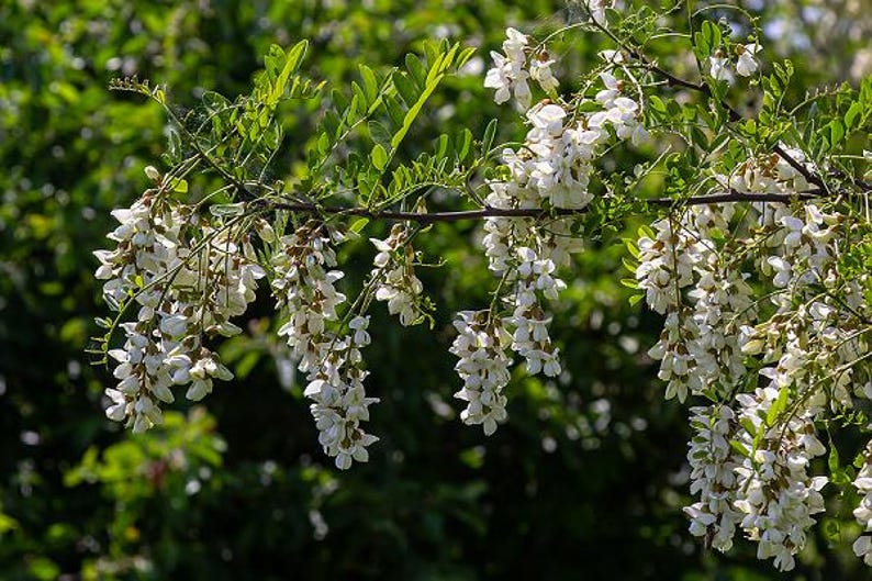 Kentucky Coffee Tree Plant - Large 3 ft Gymnocladus dioicus - Ideal for Landscaping & Garden, Drought-Resistant, Fast-Growing