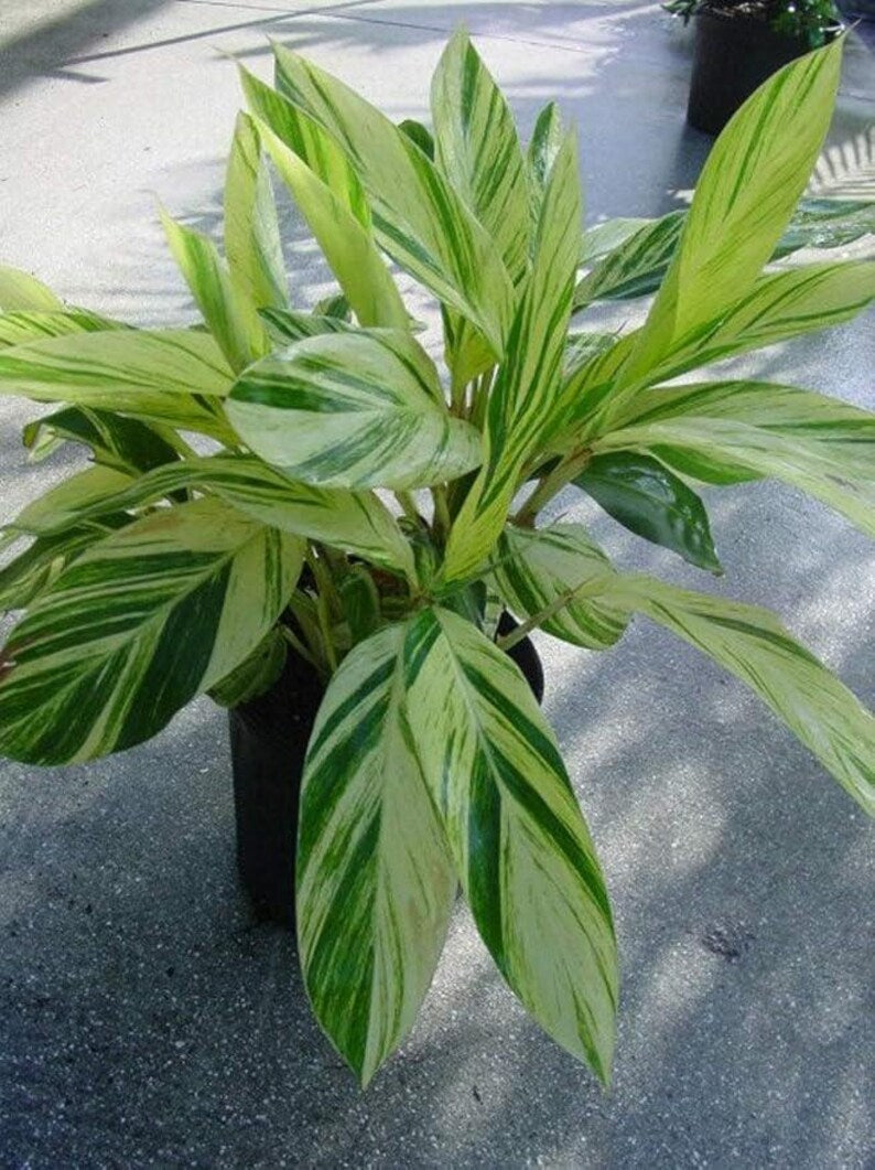 Variegated Shell Ginger Live Plant - Alpinia zerumbet 'Variegata' - Tropical Foliage - 12-18 Inches - Ideal for Gardens & Landscaping