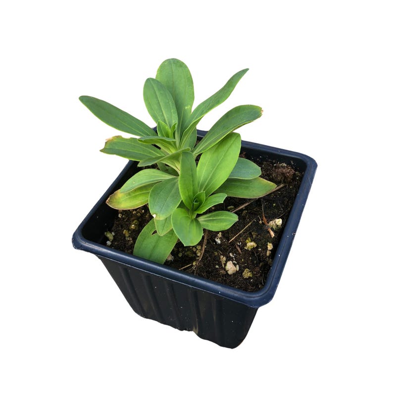 Soapwort Plant 2.5-Inch Pot Organic Saponaria officinalis Moist Shade Garden Favorite