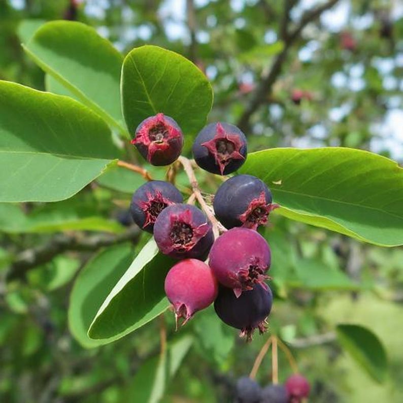 Live Black Locust Tree Plant, 12-18 inches, Robinia pseudoacacia, Fast-Growing, Edible Wood, Pollinator-Friendly