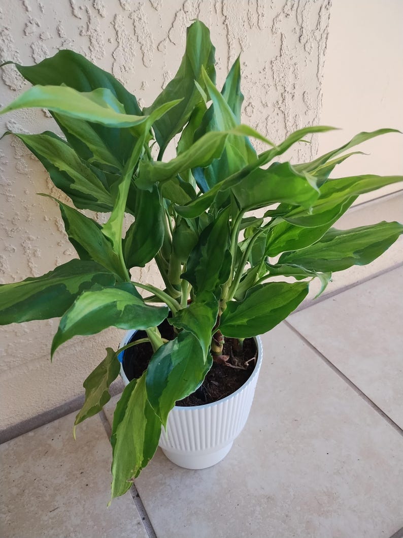 Aglaonema Spathonema Plant - Small Rooted Easy Care Indoor Houseplant - Aglaonema sp. with Free Cutting for Gardening