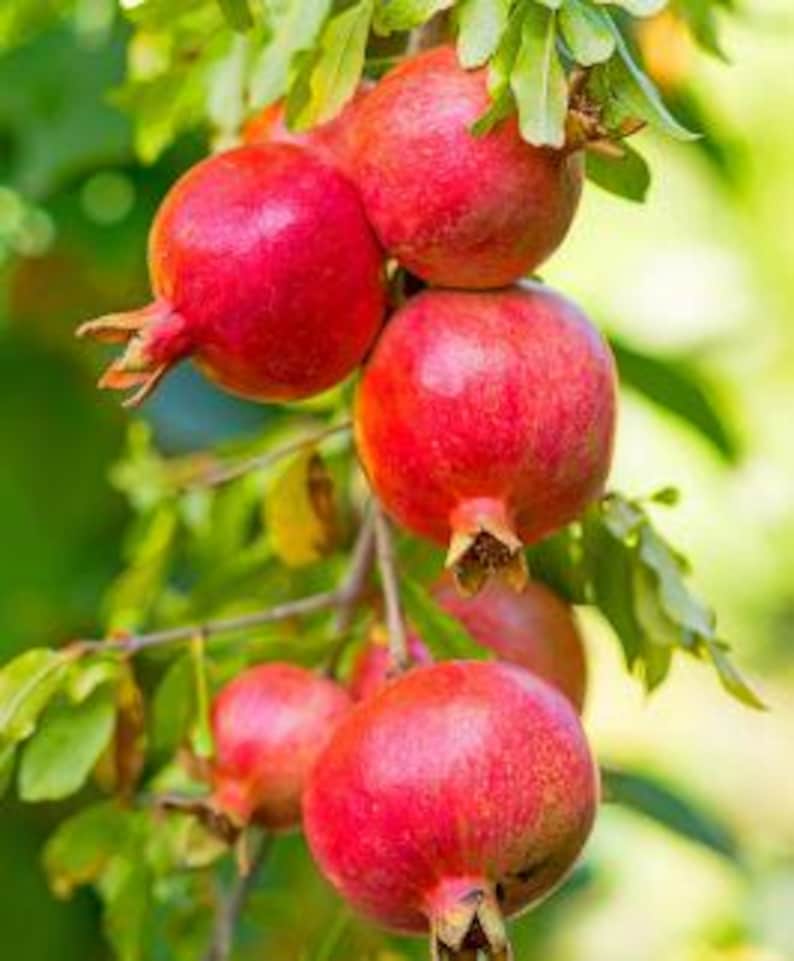 Pomegranate Plant 1 Gallon Pot Medovyi Vasha Cold Hardy Sweet Variety Punica granatum Easy to Grow in Pots or Ground