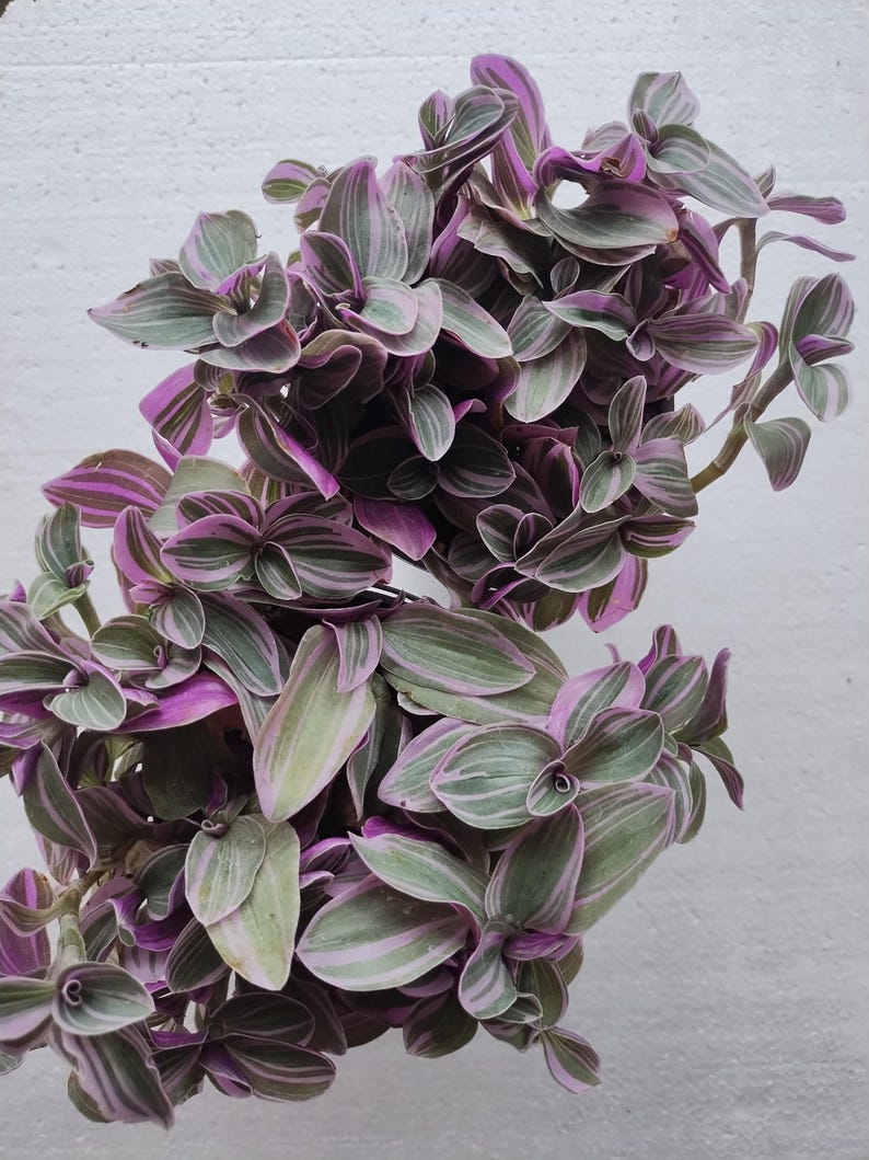 Feeling Flirty Tradescantia Plant - Small Rooted Houseplant with Free Cutting - Tradescantia spp. - Easy Care Indoor Plant