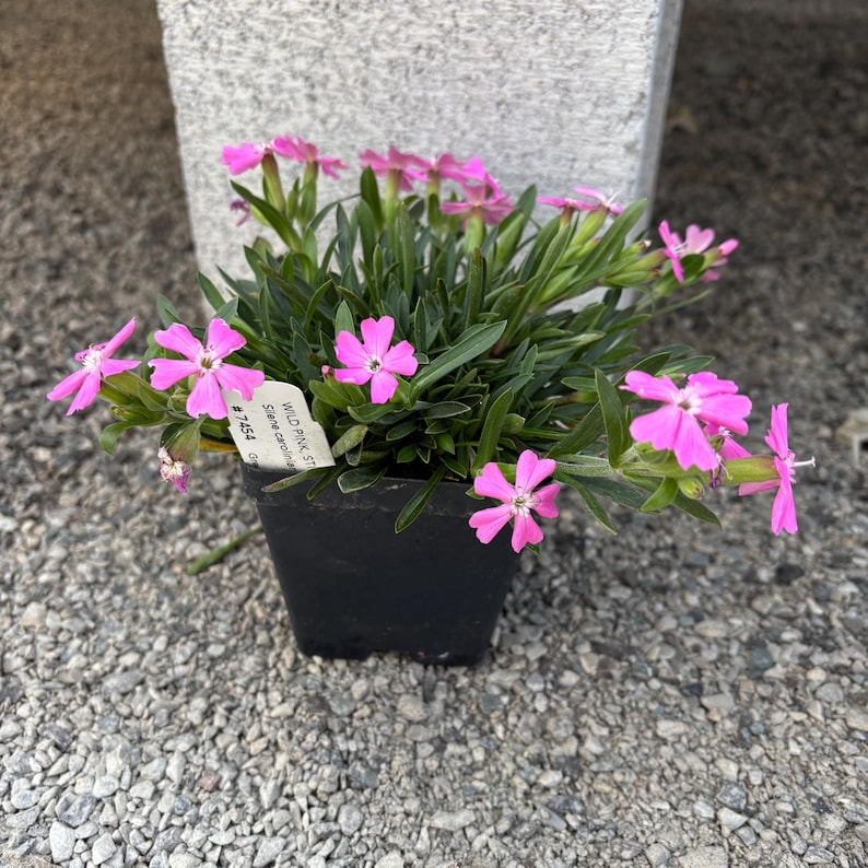 Wild Pink Live Plant 3.5" Pot - Silene caroliniana - Sticky Catchfly - Native Flower - Zones 5-8 - Pollinator Friendly