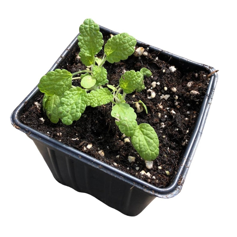Organic White Horehound Plant - 2.5-Inch Pot - Marrubium vulgare - Drought-Tolerant Perennial with Gray-Green Foliage & White Flowers