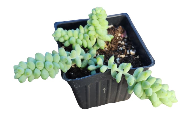 Burro's Tail Succulent Plant 2.5-Inch Pot Organic Sedum morganianum - Low Maintenance Trailing Houseplant for Home Decor