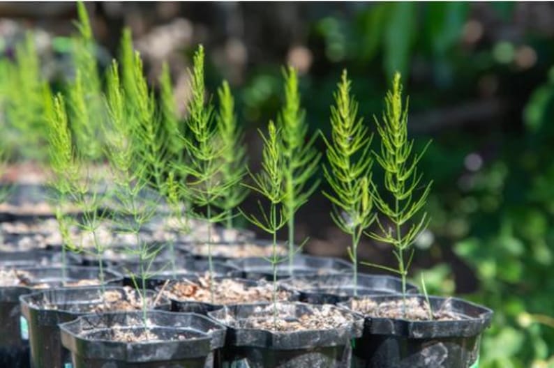 Organic Asparagus Plant 2.5-inch Pot Mary Washington Variety Asparagus officinalis by Smoke Camp Crafts