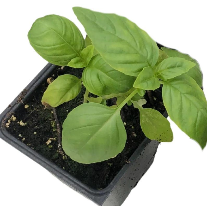 Italian Large Leaf Basil Plant in 2.5-Inch Pot, Organic Culinary Herb (Ocimum basilicum) for Pesto and Cooking