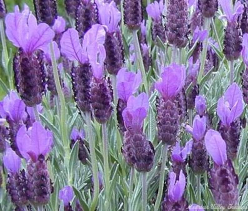 Spanish Lavender Plant 6" Pot Fragrant Purple Flowers Lavandula stoechas Gray-Green Shrub for Hot Humid Climates