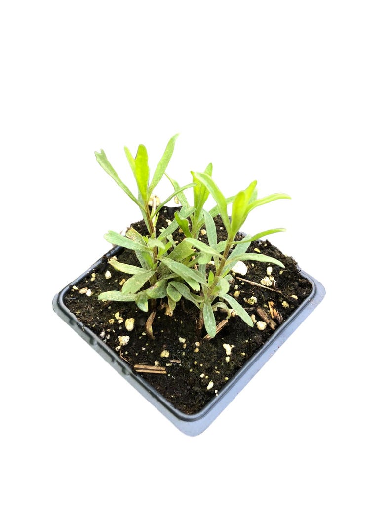 Organic Tarragon Plant in 2.5-Inch Pot - Culinary Herb for Salads & Poultry - Artemisia dracunculus - Perennial Gardening Essential
