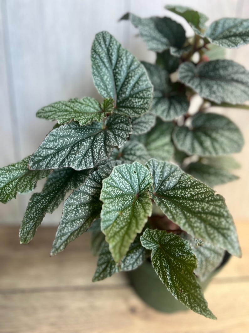 Begonia House Plant 6" Pot, Snow Capped Variety with Silver Edges, Ideal for Indoor & Outdoor Spaces, Begonia spp.