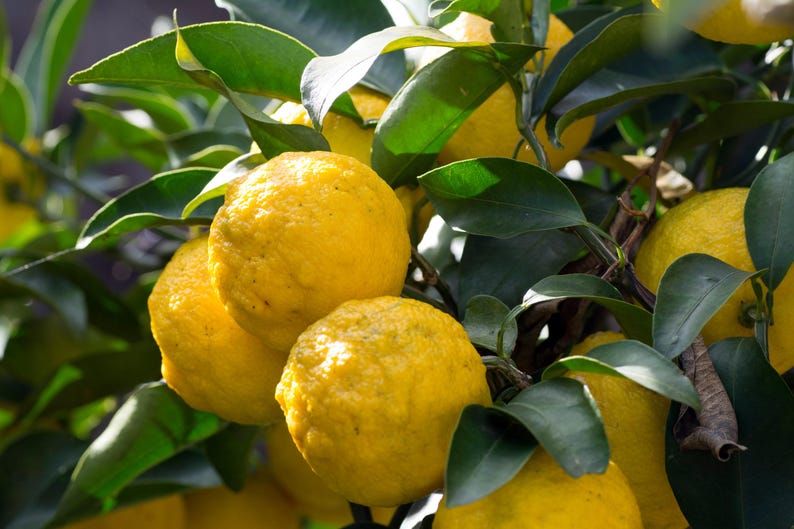 Yuzu Citrus Tree in 1/2 Gallon Pot, Aromatic Fruit, Unique Flavor, Citrus Junos, Ideal for Gardens and Patios