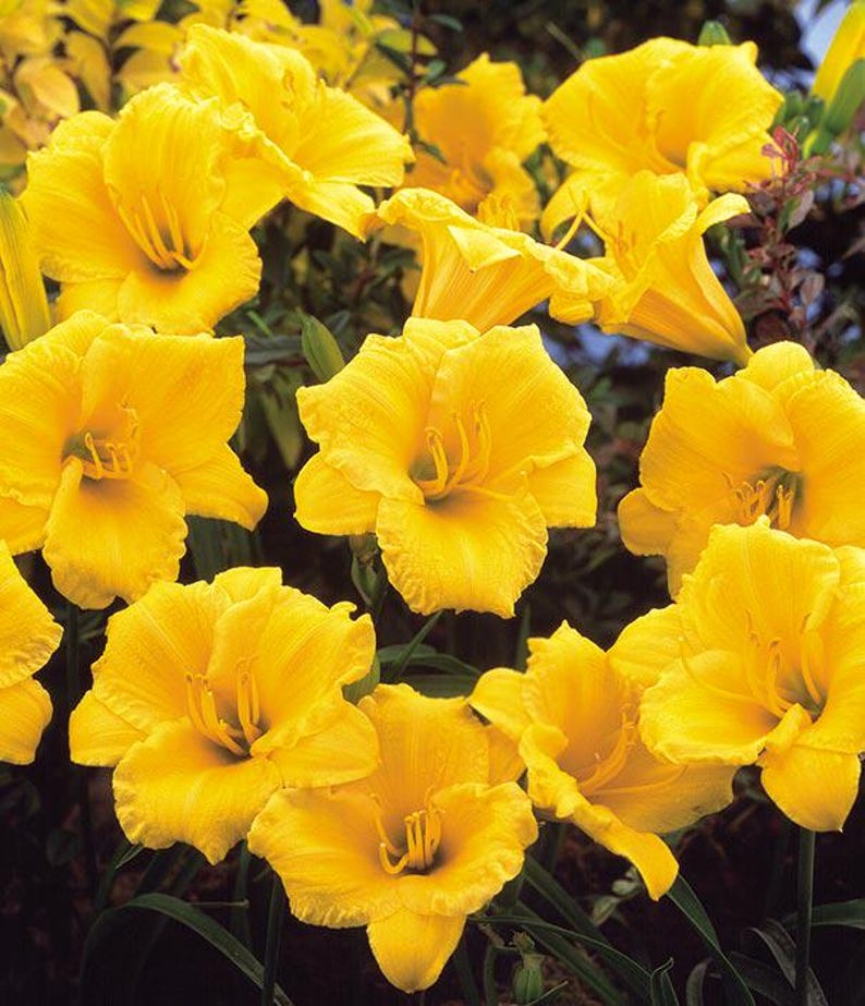 Daylily Plant | Well Rooted | Stella d'Oro | Hemerocallis 'Stella d'Oro' | Yellow Blooms | Low Maintenance Perennial