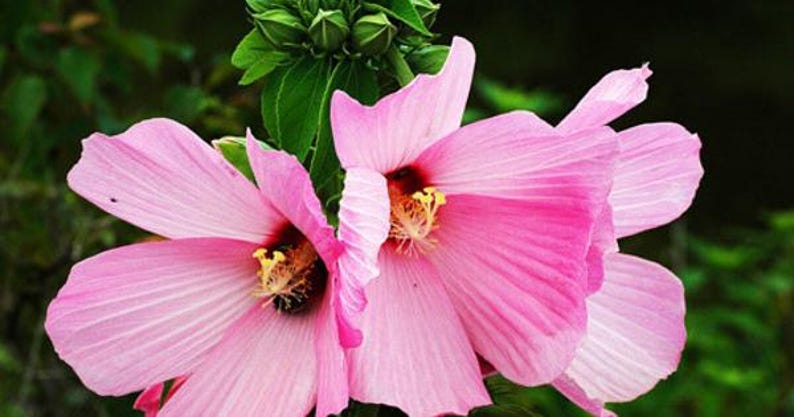 Swamp Rose Mallow Plant - Well-Rooted Pink Flowers - Hibiscus moscheutos - Attracts Bees & Butterflies - Hardy Perennial