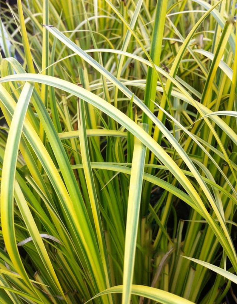Ogon Sweet Flag Starter Clump - Acorus gramineus 'Ogon' - Evergreen Grass for Wet Soils - Ideal for Ponds & Containers