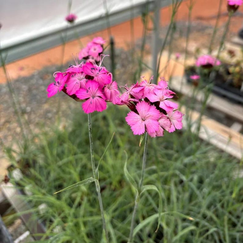 Carthusian Pink Live Plant 3.5” Pot - Dianthus carthusianorum - Full Sun Perennial - European Native for Zones 5-9