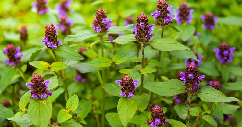 Heal All Plant Bareroot Division - Prunella vulgaris - Herbal Remedy for Natural Healing - Easy to Grow Garden Perennial