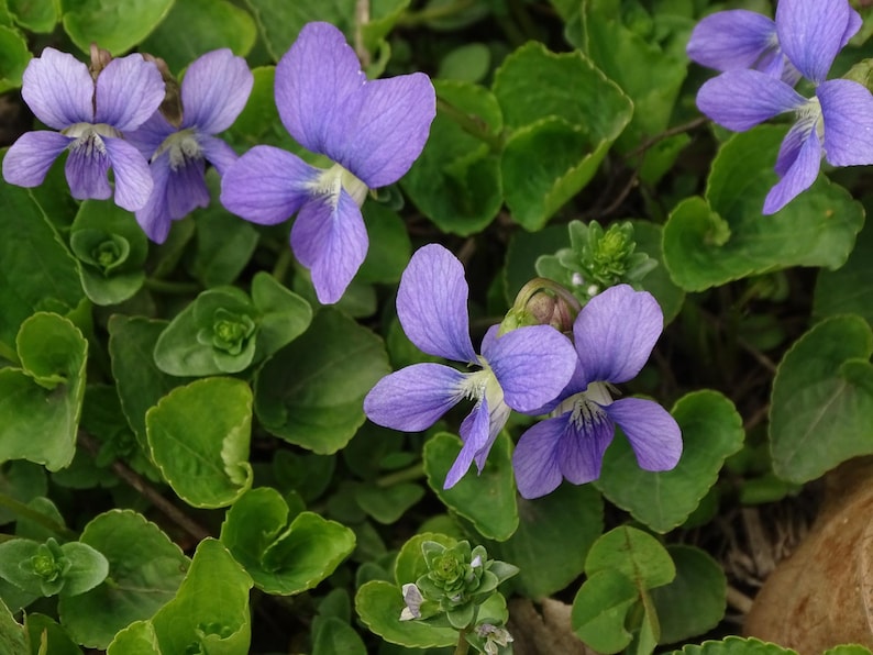 Common Blue Violet Plants - 20 Bare Root Rhizomes - Viola sororia - Purple Wildflower for Gardens and Landscaping