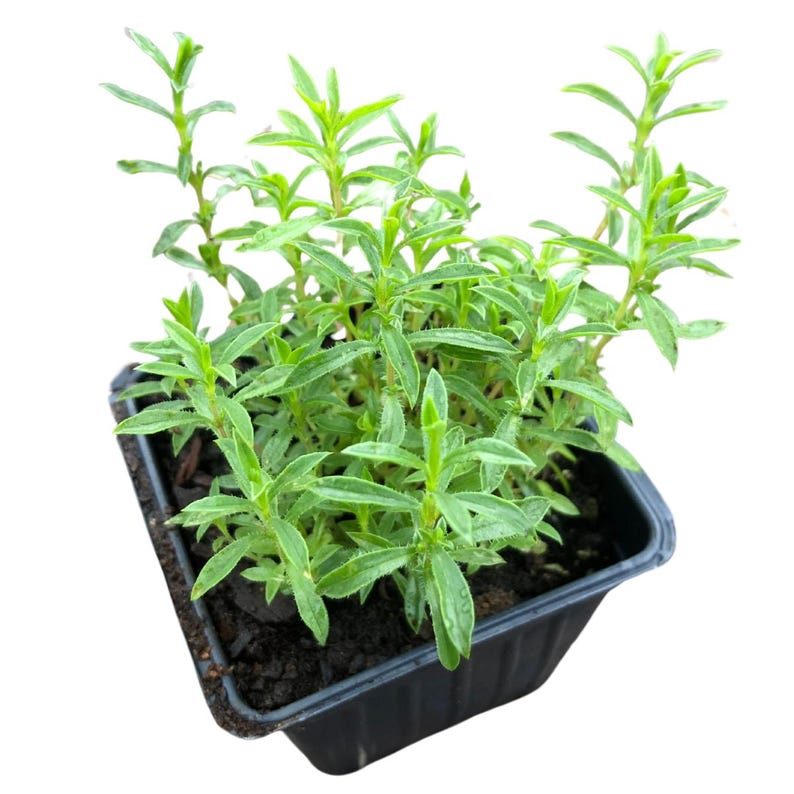 Organic Winter Savory Plant 2.5-inch Pot Perennial Herb Satureja montana Culinary & Garden Use