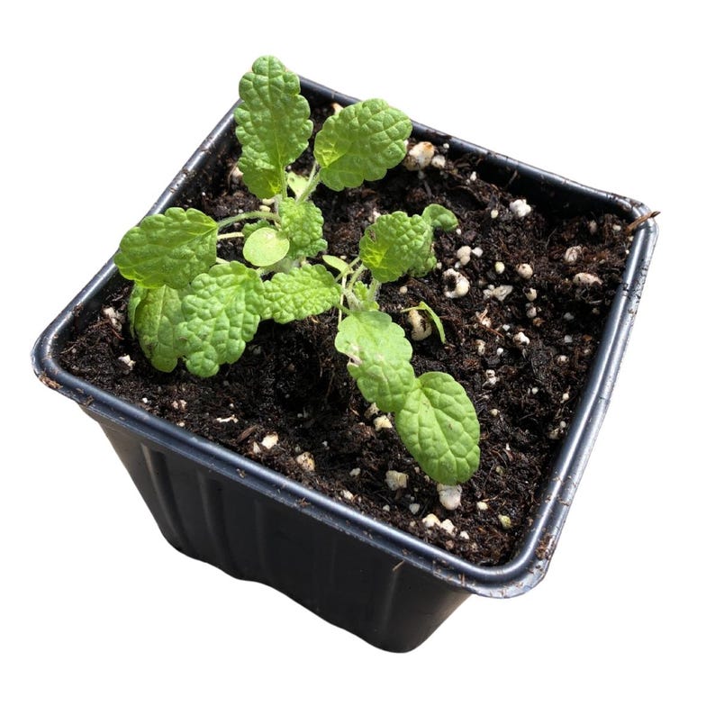 Organic White Horehound Plant - 2.5-Inch Pot - Marrubium vulgare - Perennial Herb with Gray-Green Foliage and White Flowers