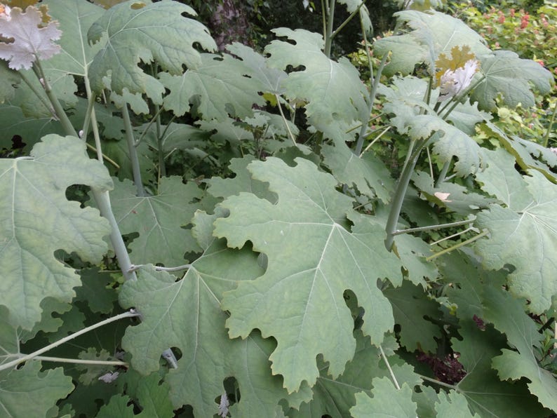 Plume Poppy Live Plant - Bare Root Perennial - Macleaya cordata - Striking Foliage & Flowers - Zones 3-9