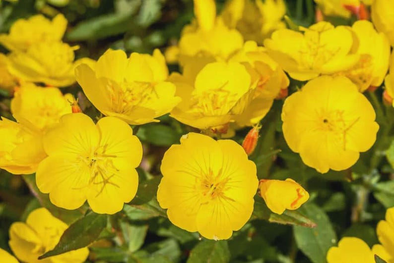 Yellow Primrose Live Bareroot Clump - Primula vulgaris - Easy Perennial for Full Sun - Hardy Zones 4-9 - Attracts Pollinators